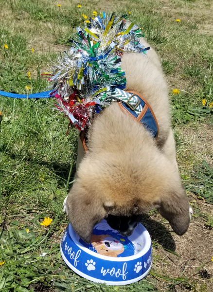 puppy